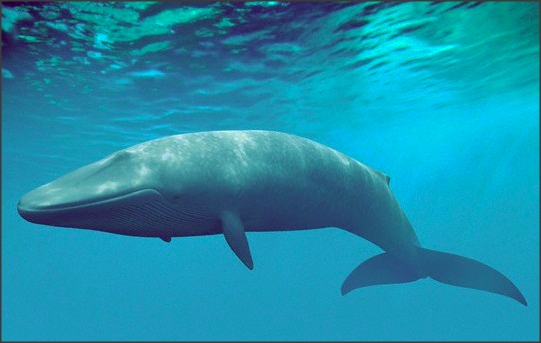 Blog Jenis Ikan: 10 Jenis Ikan Paus yang Saat Ini Sudah Hampir Punah