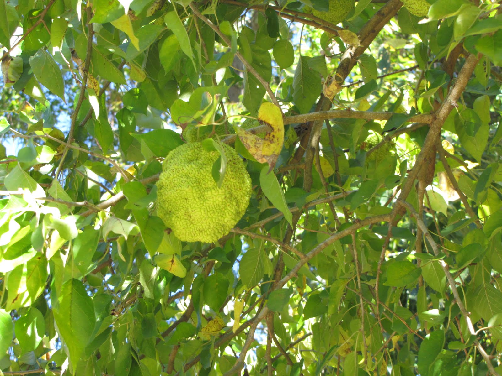 Folklife Friday Hedge Apples