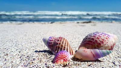 seashell-2821388_1920