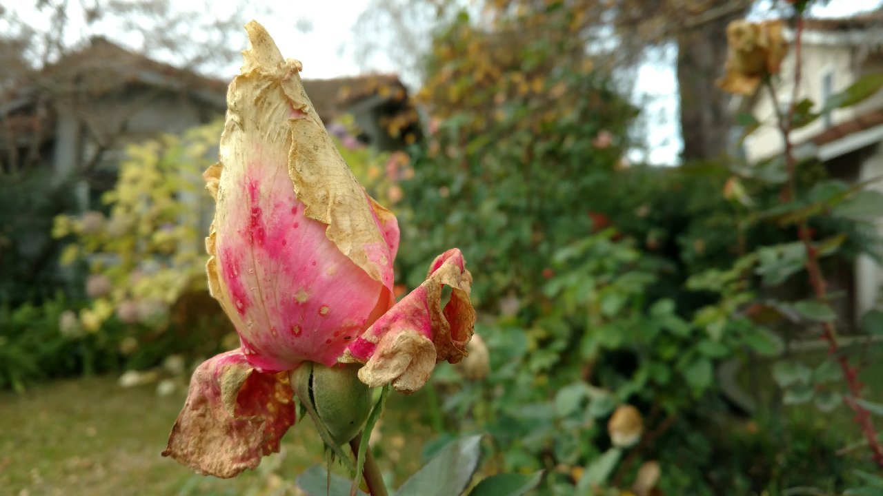 Sacramento Digs Gardening What makes rose buds turn brown?