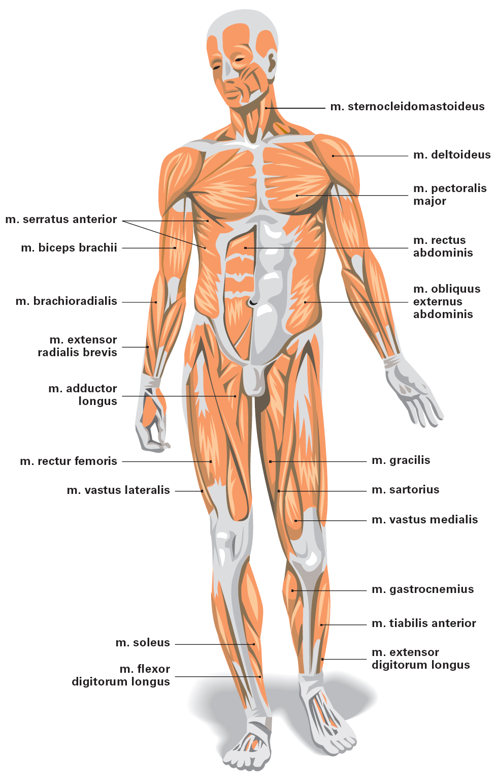 Schema du muscle pc