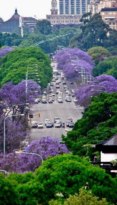 Jacarandas, Buenos Aires, Argentina | Destinations Planet