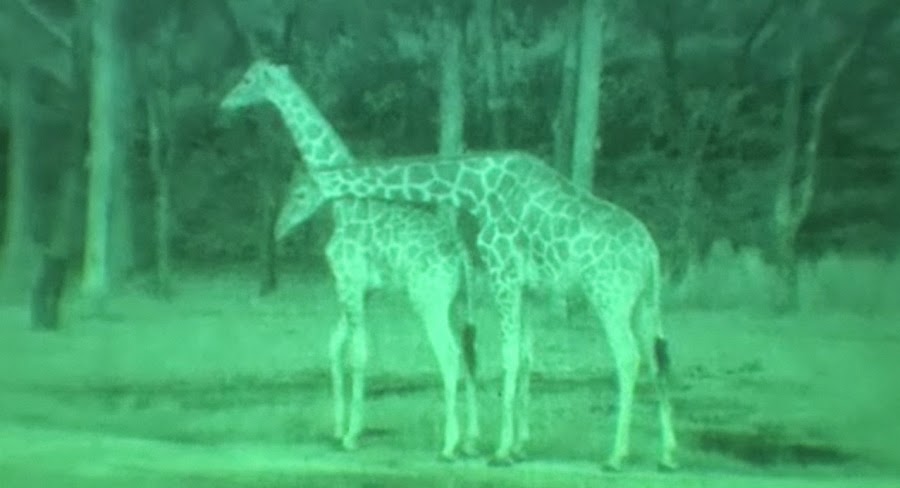 best night vision for wildlife viewing