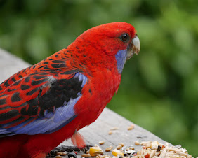 Australian birds are loud & colourful