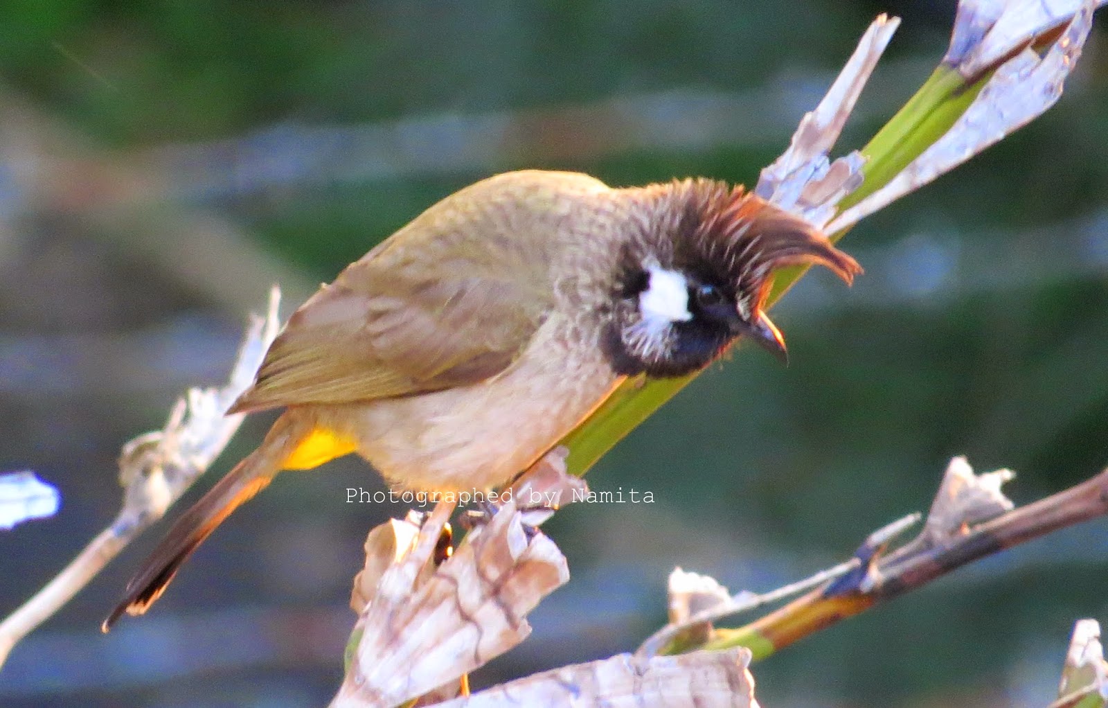 Apricot Walnut Tea Loaf - Low Calorie, Wholegrain and Egg ...