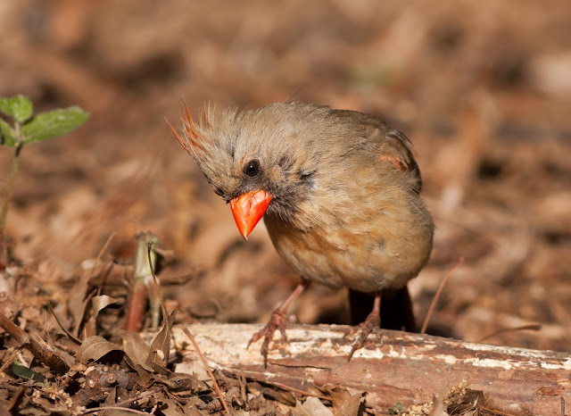 Northern Cardinal - Central Park, New York