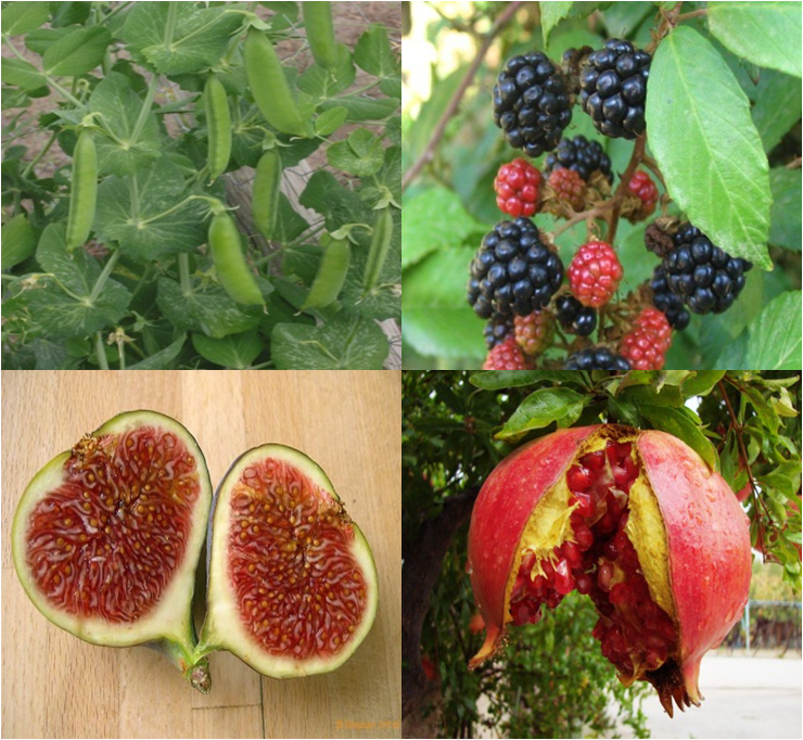 Universo Botánico Los Frutos II. Clasificación. Universo Botánico Los Frutos II. Clasificación.