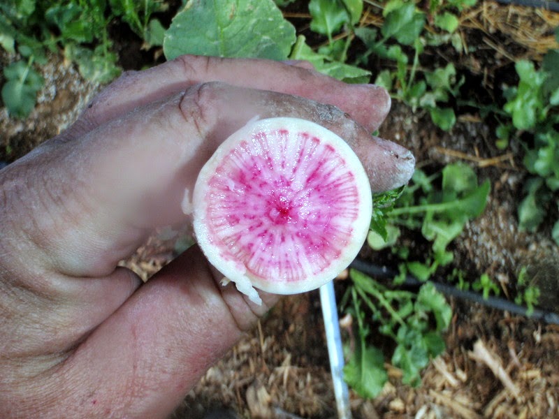 Xtremehorticulture of the Desert Radishes Should Be Planted When