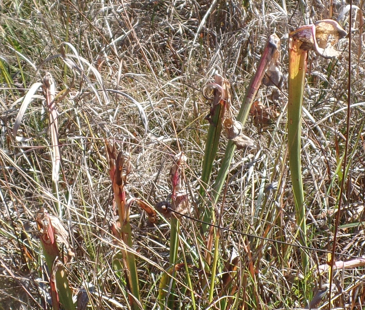 Blue Starr Gallery Pitcher Plants at Weeks Bay Estuary