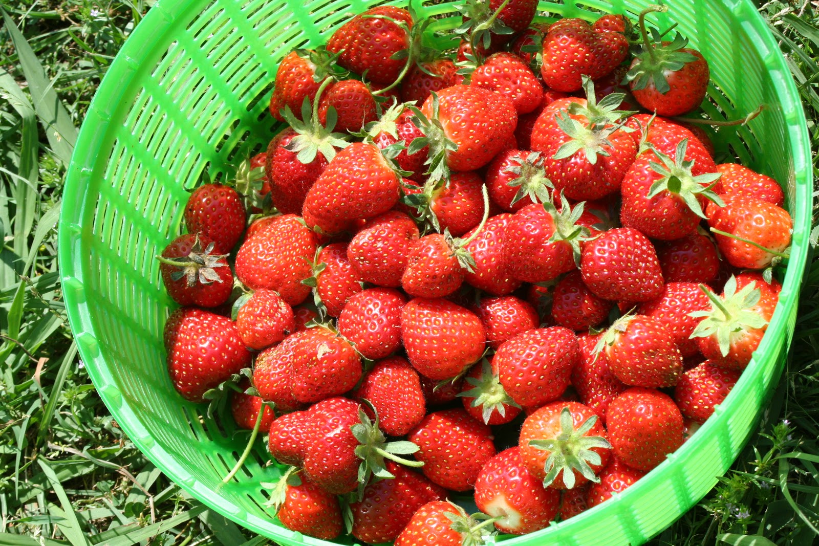 Brooding On: Life Cycle of the Backyard Strawberry