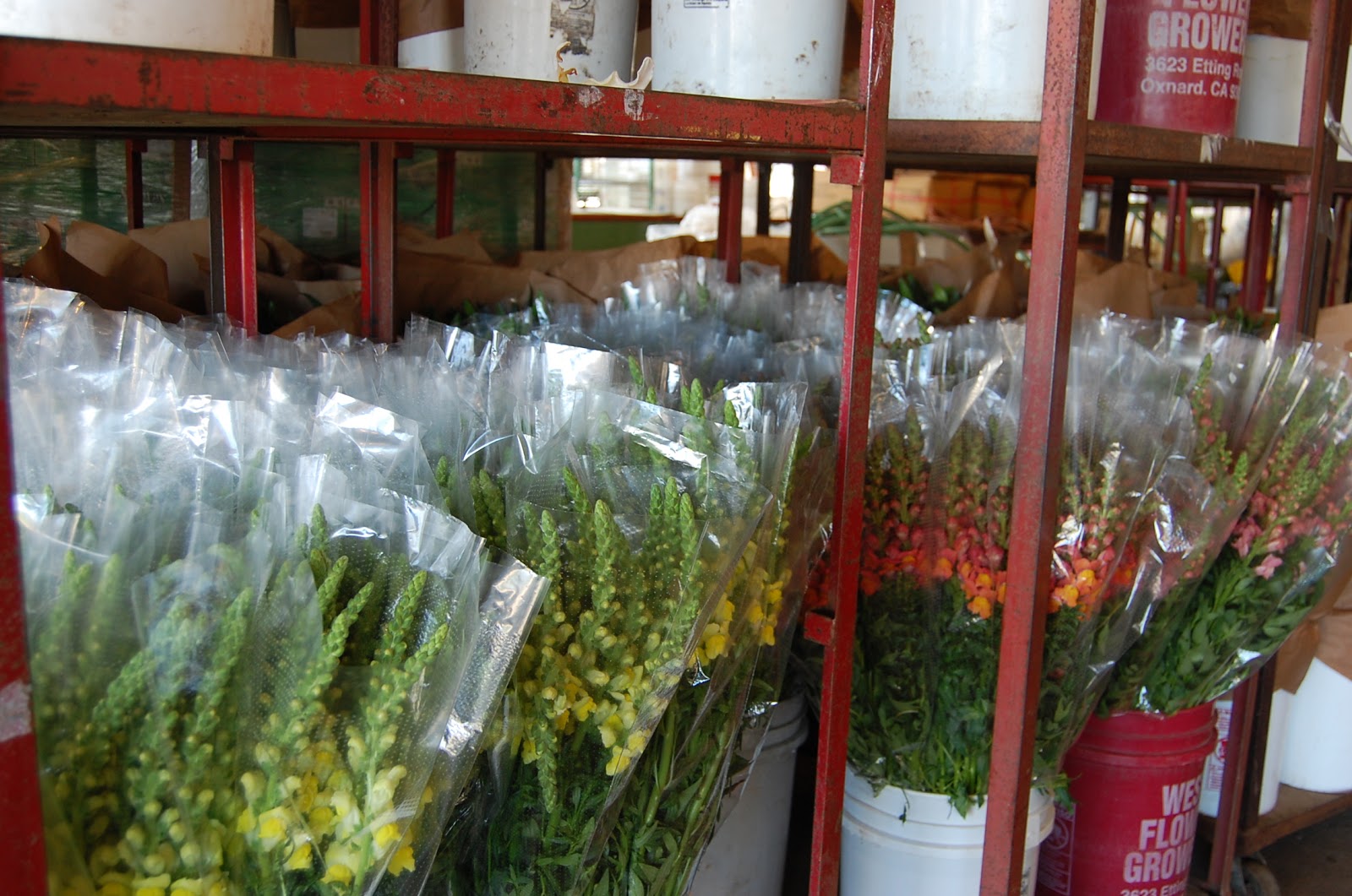 Walking the Flower Fields of California