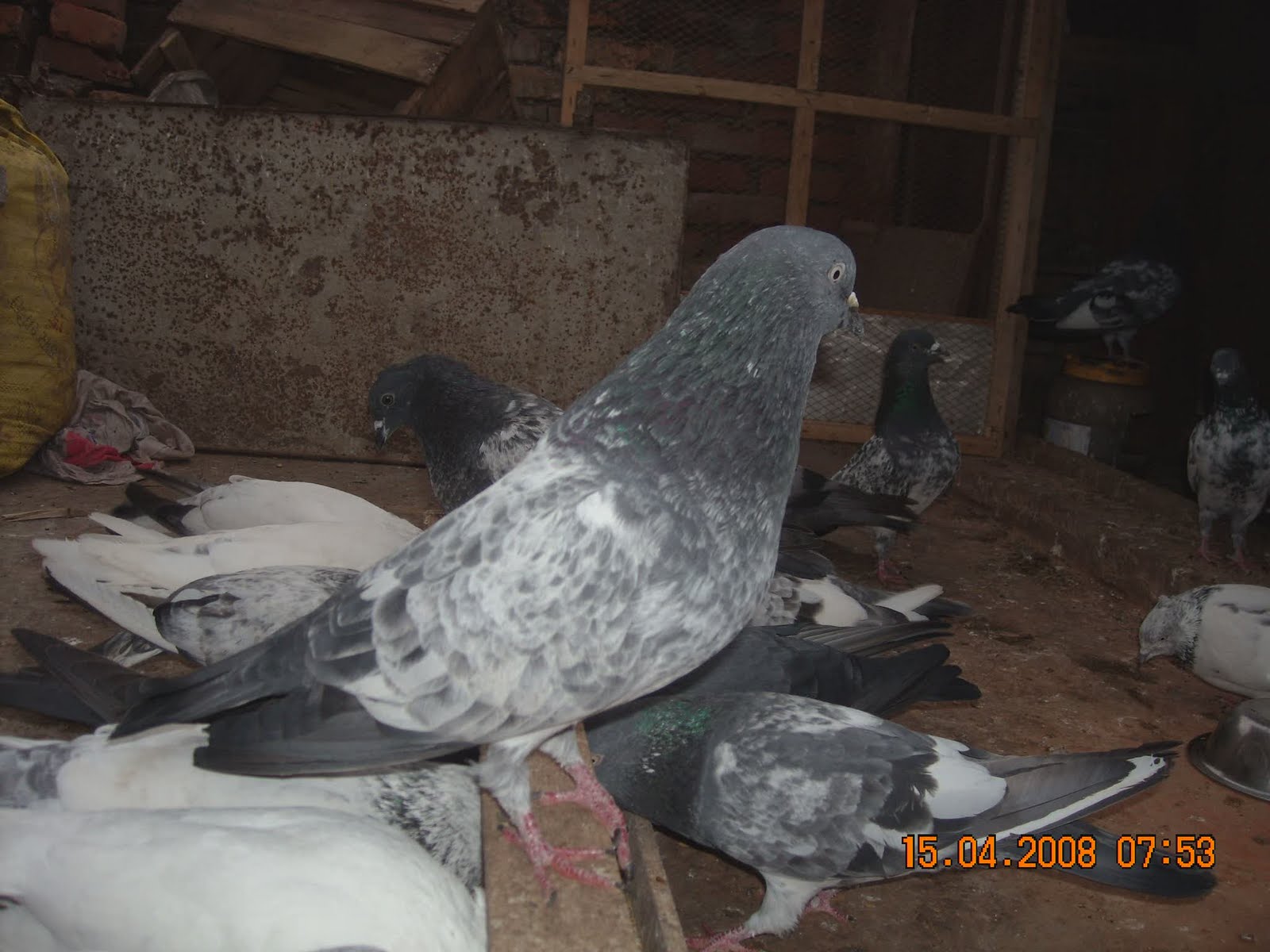 PIGEONS OF Nepal MORE TAUKE'S!!!!