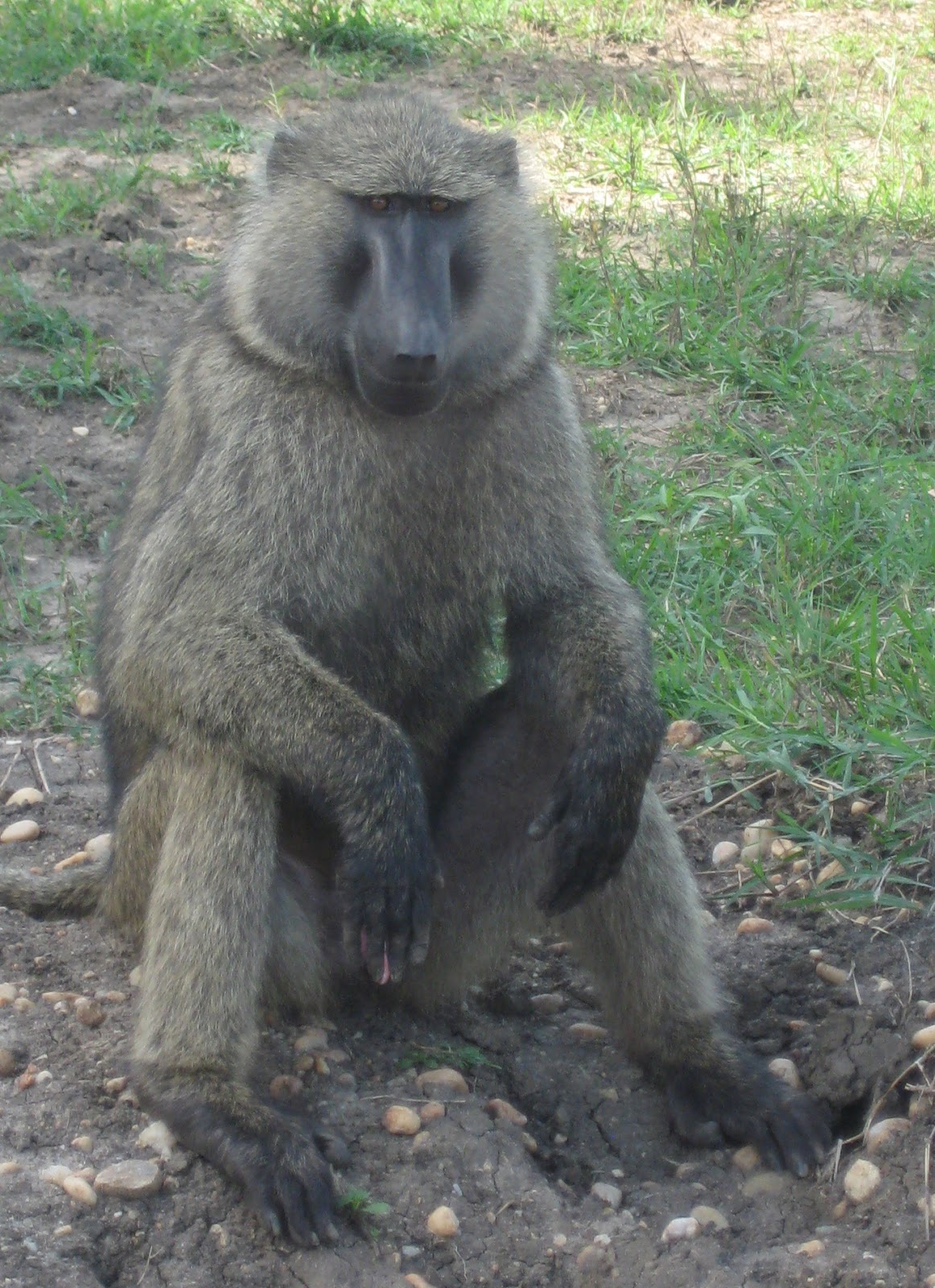 G.R.I.T.S. in Kampala: Elephants and Giraffes and Baboons, Oh My!