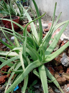 Aloevera ki kheti ke bare me 