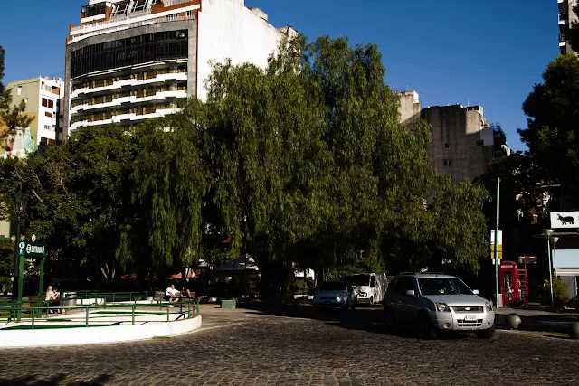 Paisaje urbano.Sauce y gente al sol