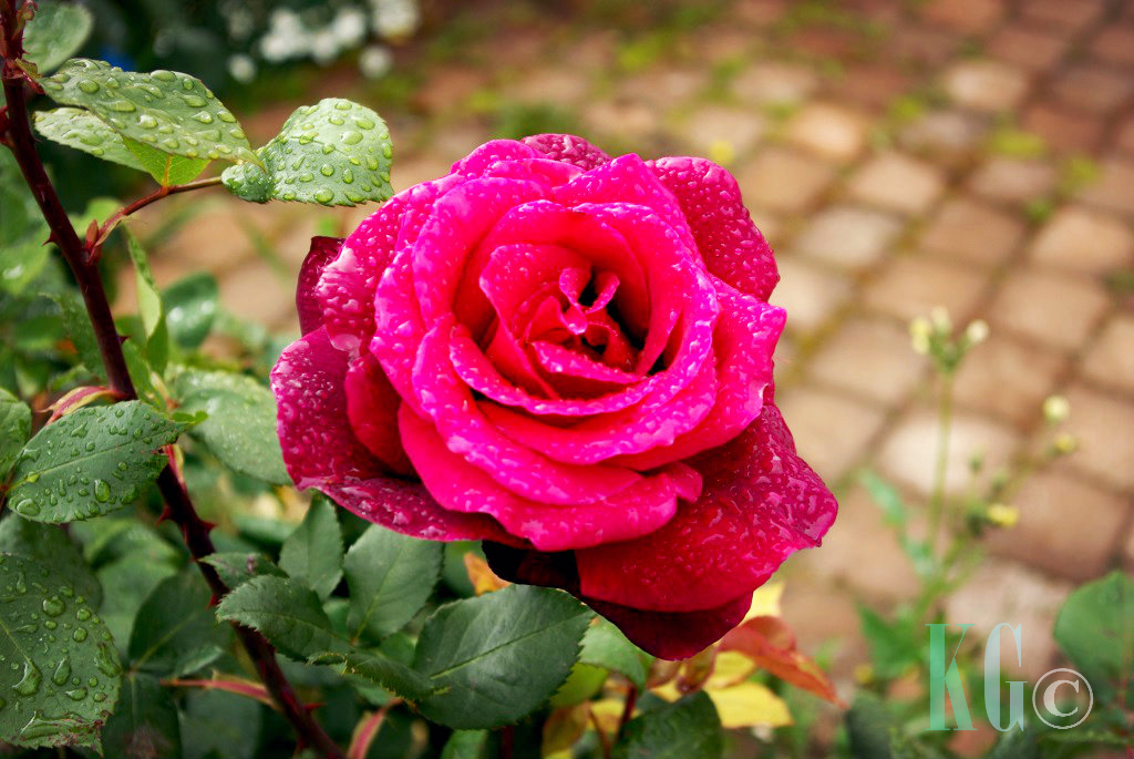 rose dew garden pink