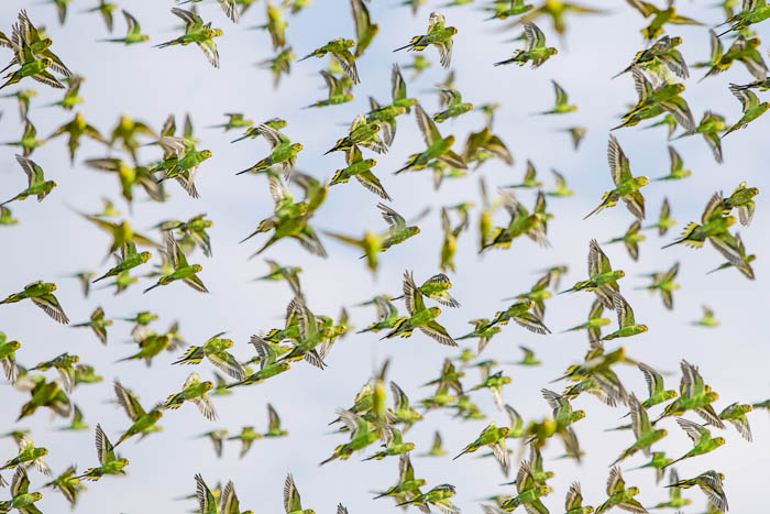 bandada de periquitos