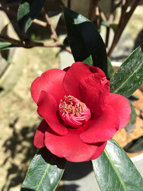 Camellia 'night rider' 