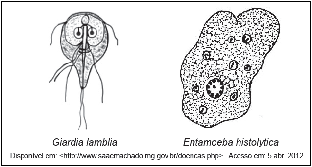 Questoes giardia. Mi a gyógyszer az ember paraziták ellen