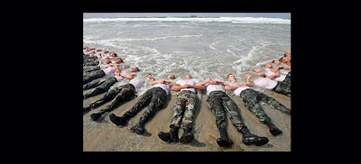 seals_18.jpg