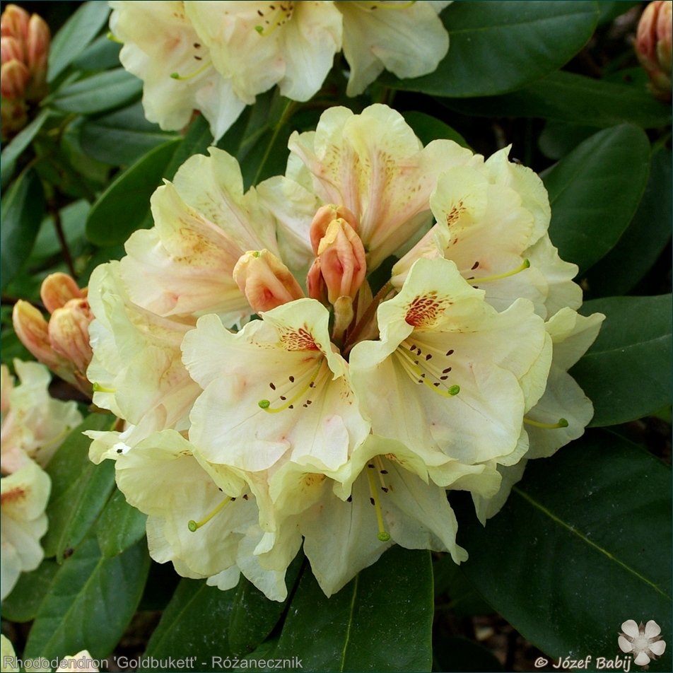 Rhododendron 'Goldbukett' - Różanecznik 'Goldbukett' 