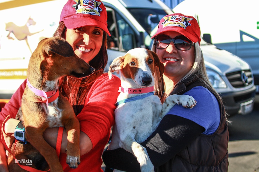 Wings of Rescue Freedom flights Wings of Rescue flies 250 dogs and cats to freedom in Seattle, #BTC4A