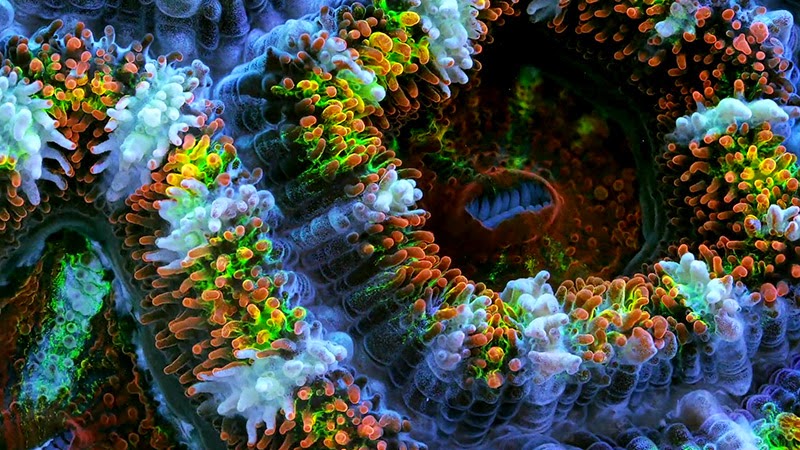 el+movimiento+de+los+corales+10.jpg
