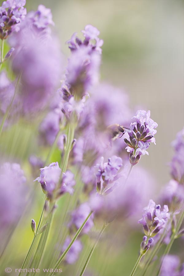 Gartenblog Geniesser Garten Lavendel Pflege Und Schnitt