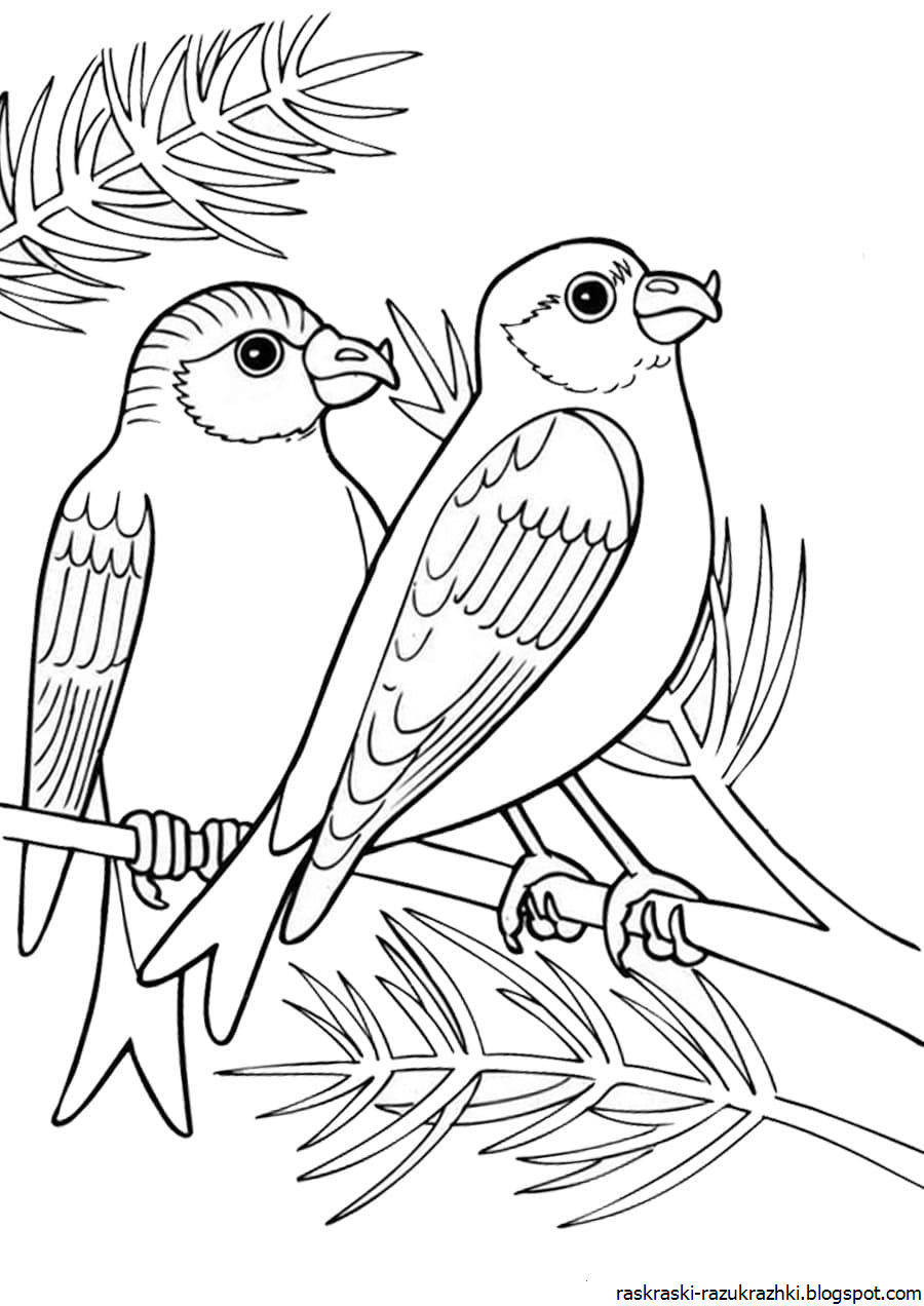 Раскраски Птицы Для Детей 6 7 Лет