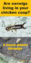 chicken earwigs coop living chickens bugs facts muranochickenfarm bad random