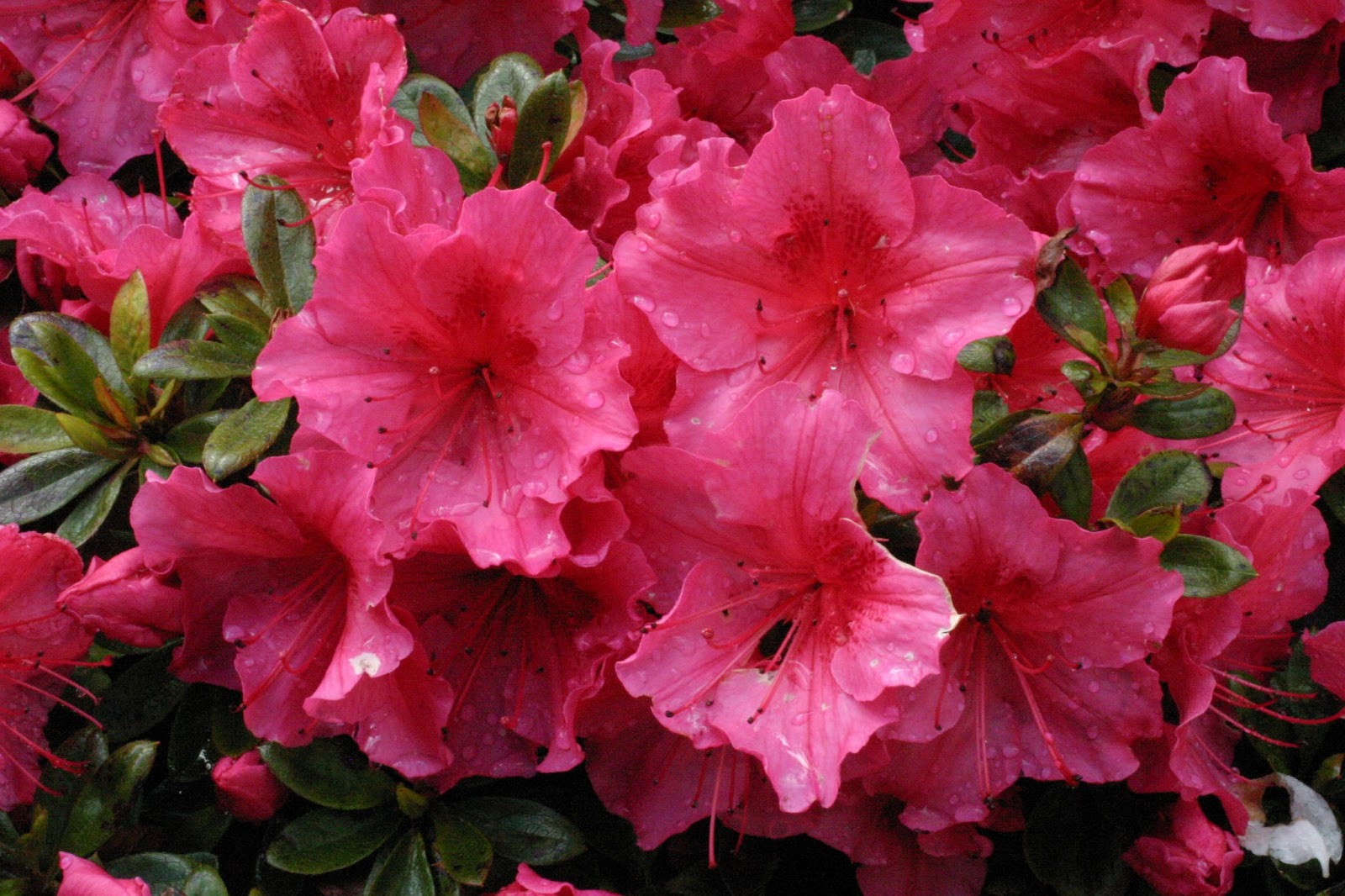 On Plot 59: Oh to be in England now spring is here