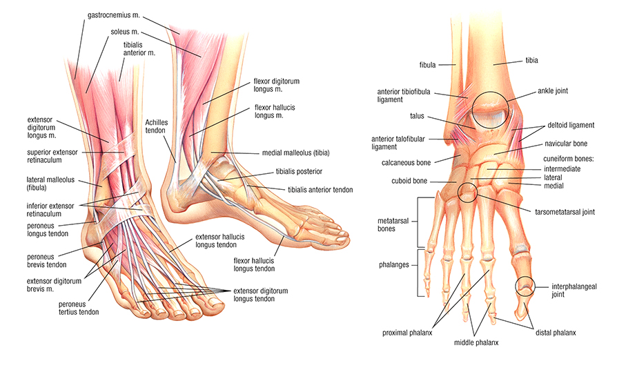 Parts Of The Foot 31