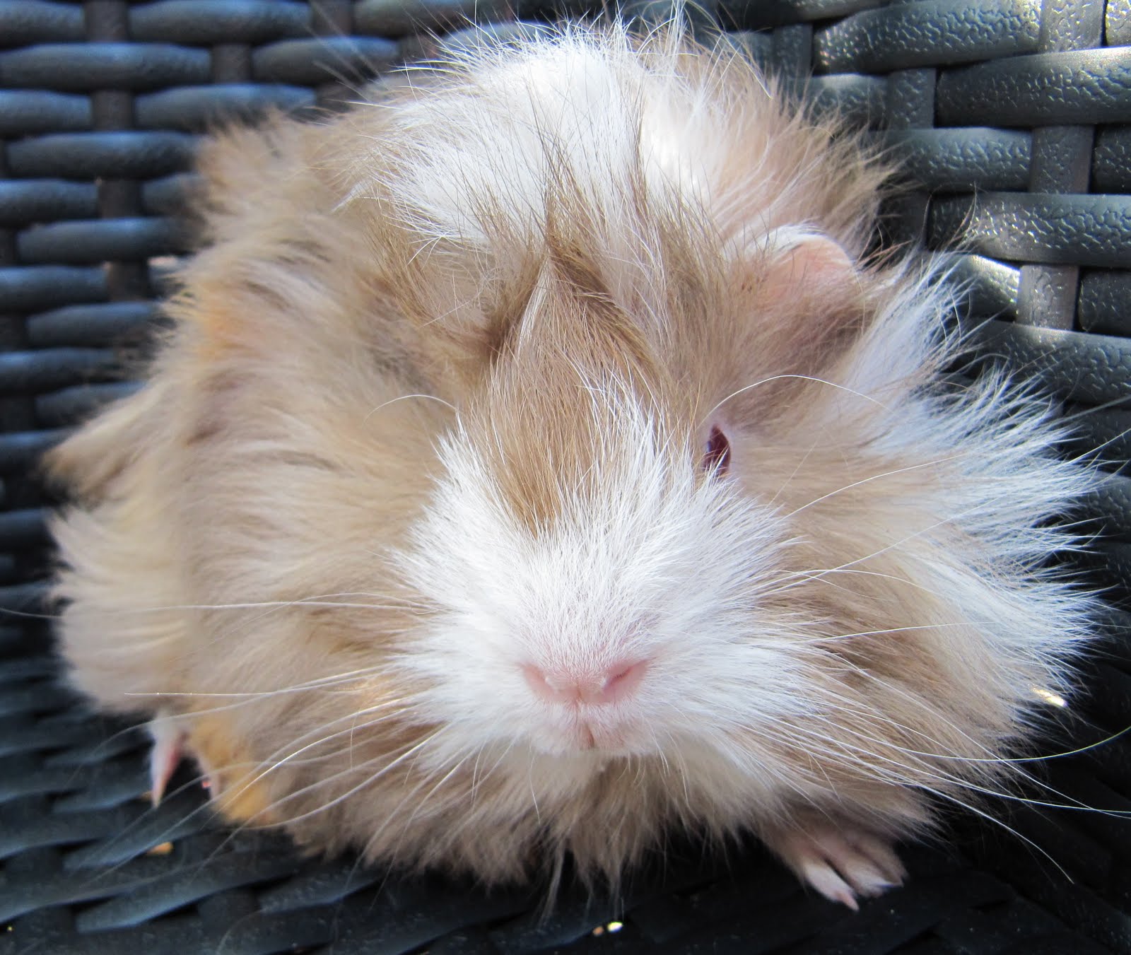 All Things Guinea Pig: Breeds and Varieties