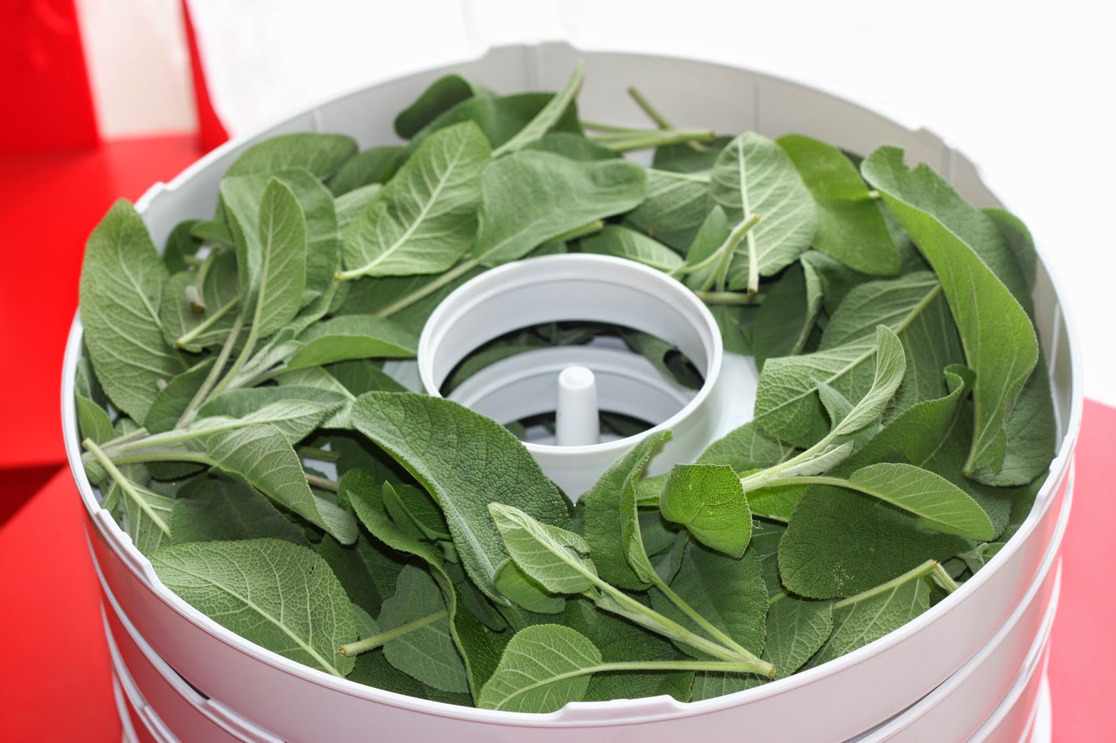 kulinarik.labor: Salbei