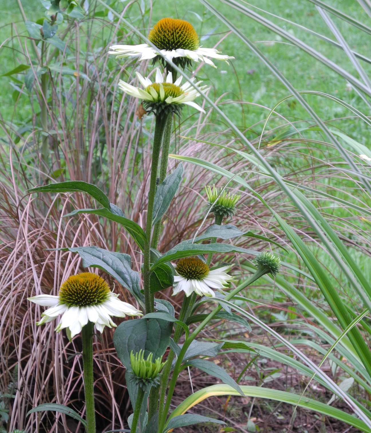 Schmiedegarten Der Garten im Juli