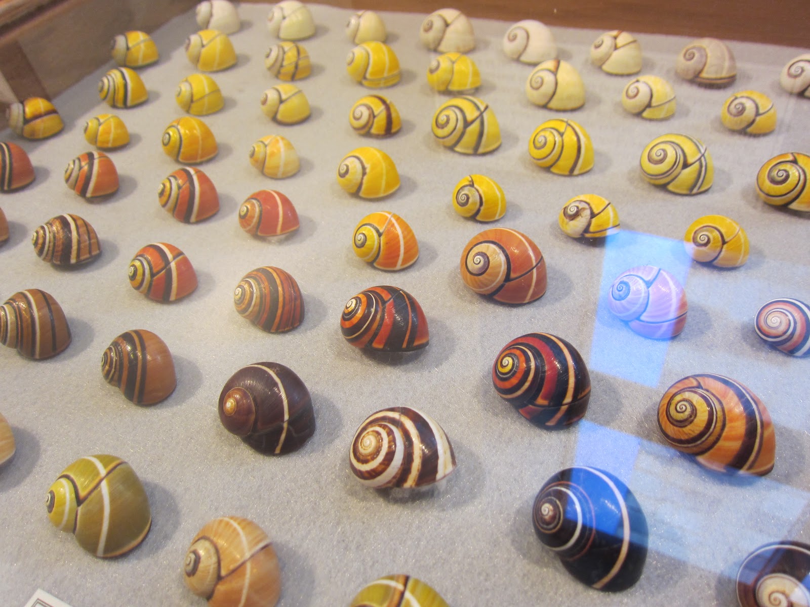 Allison's Favorite Object: Favorite Object: The Academy of Natural ...