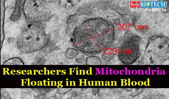 Researchers Find Mitochondria Floating in Human Blood