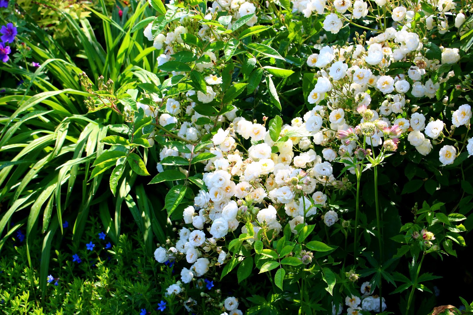 Geraniums suck my blood