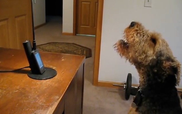 White Wolf : Cute dog tells his mom how much he misses her over the phone (VIDEO)
