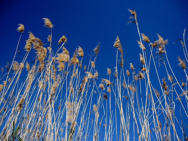 Senill (Phragmites australis)