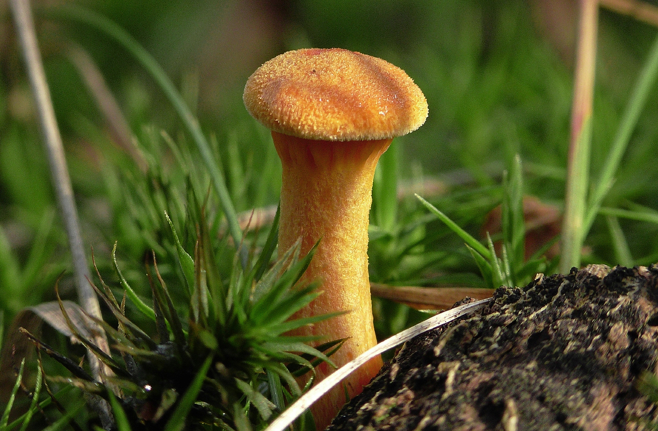 Jozef van der Heijden - Natuurfotografie: Jonge Valse hanenkam bij het ...