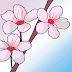 40+ Most Popular Japanese Cherry Blossoms Drawing