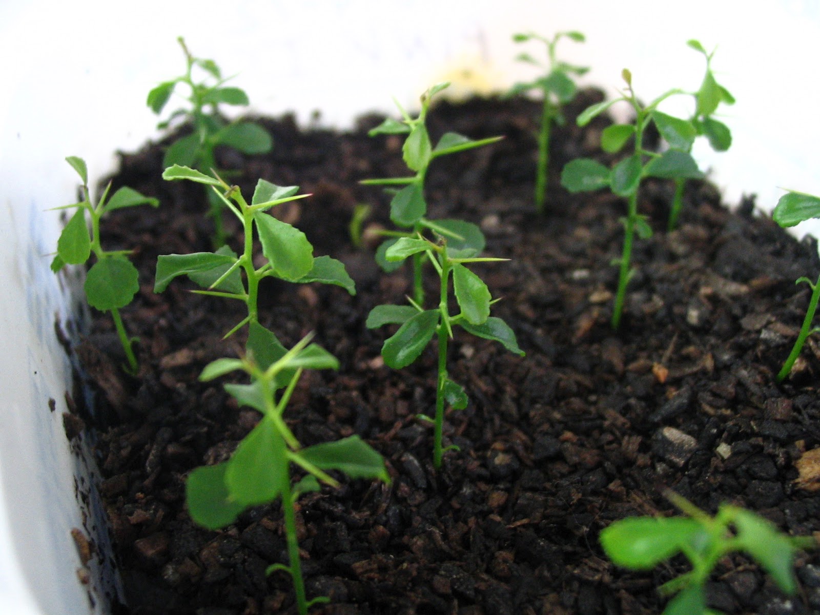 All Things Gardening Finger Lime