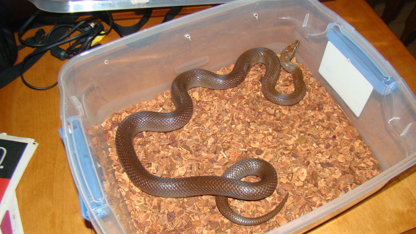 Scovill Zoo QRs African House Snakes