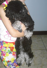 Essa linda Poodle Toy é a Docinho!