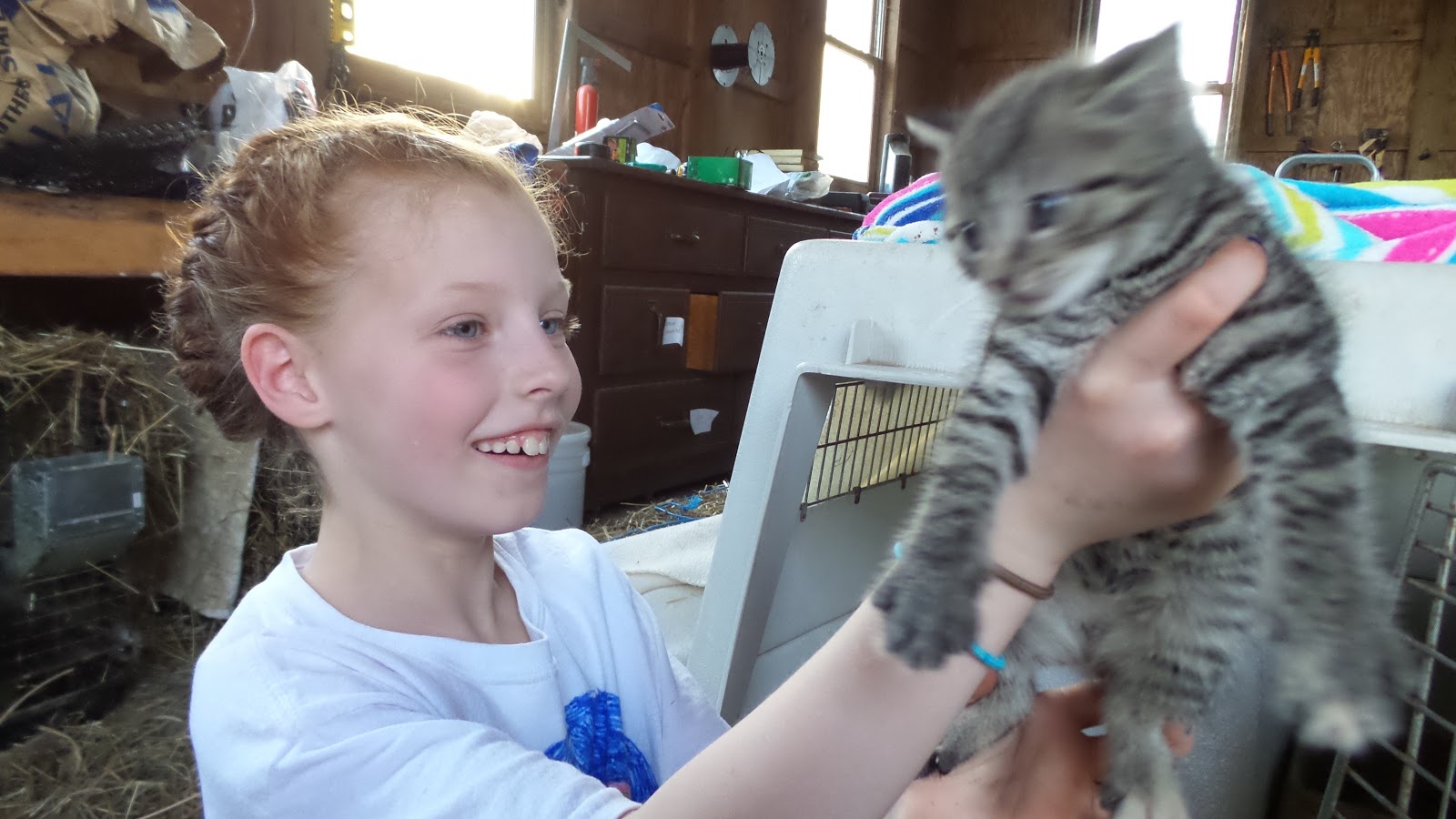 Freestyle Homemaking Farm Fresh Chasing kittens leads to trouble