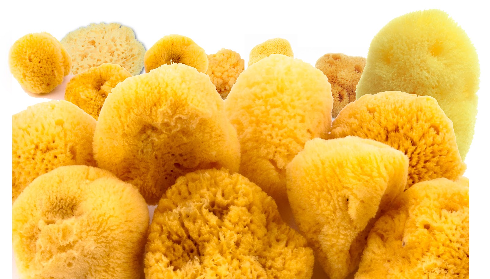 Natural Sponges VS Synthetic Sponges Cambridge Greek Corner