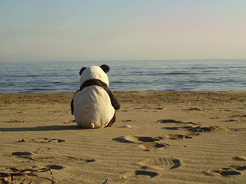http://2.bp.blogspot.com/-brlY-9-PI_w/TdHG0hFQlvI/AAAAAAAAAss/e0h4mzaIKq8/s1600/lonely_panda_at_the_beach.jpg