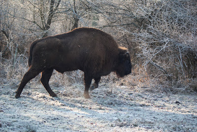 Zimbri Bucsani-Wisent/European Bison-Bison bonasus-Zimbraria Neagra Bucsani-Targoviste-Dambovita