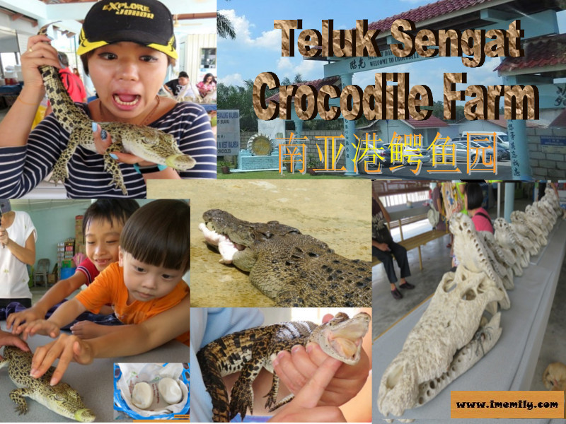 Meet 155 years old crocodiles @ Teluk Sengat Crocodile Farm